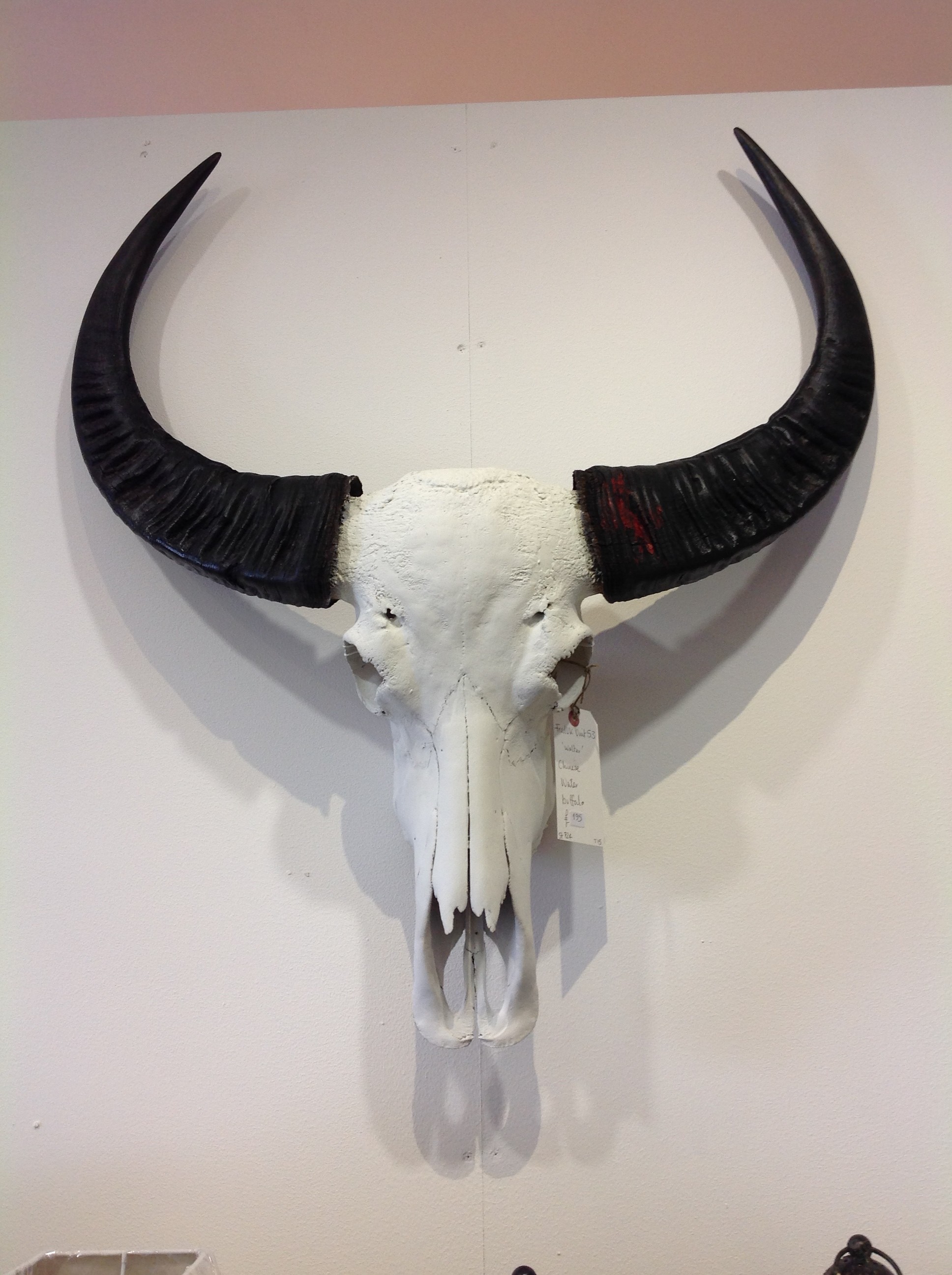 Chinese Water Buffalo Skull, Vintage Interiors